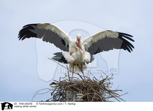 mating white storks / THA-09249
