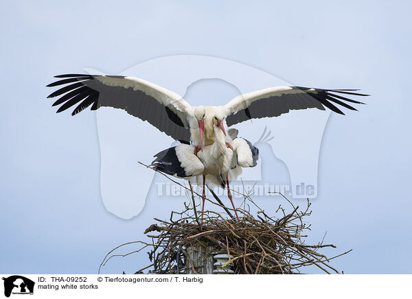 mating white storks / THA-09252