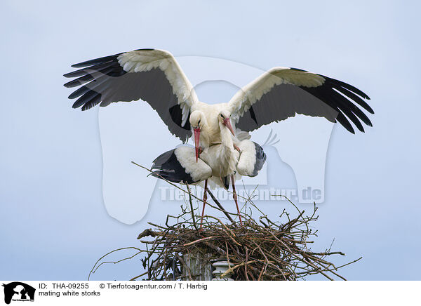mating white storks / THA-09255