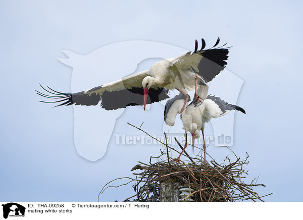 mating white storks / THA-09258