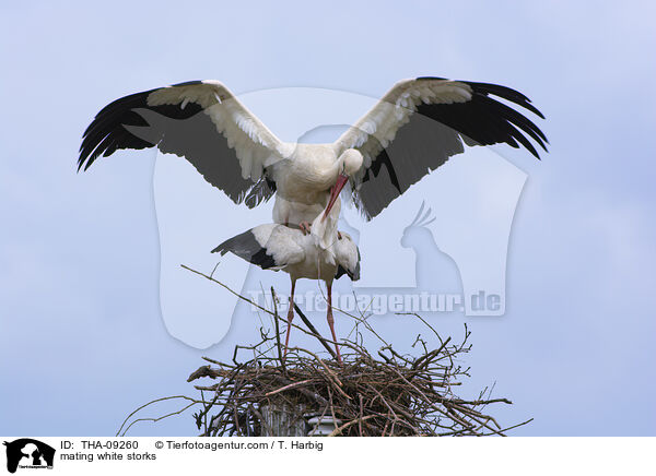 mating white storks / THA-09260