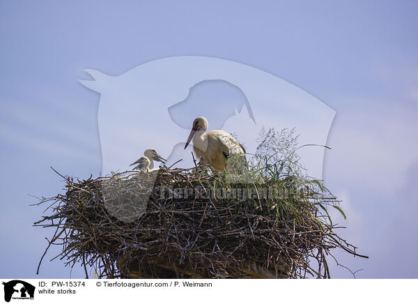 Weistrche / white storks / PW-15374