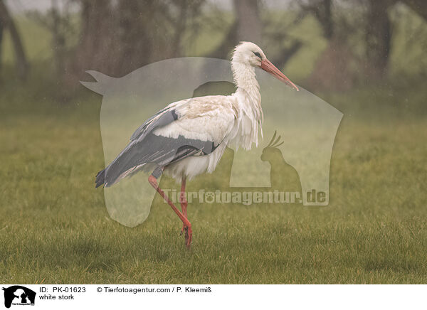 white stork / PK-01623