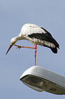 white stork