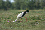 white stork