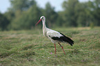 white stork