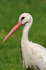 white stork