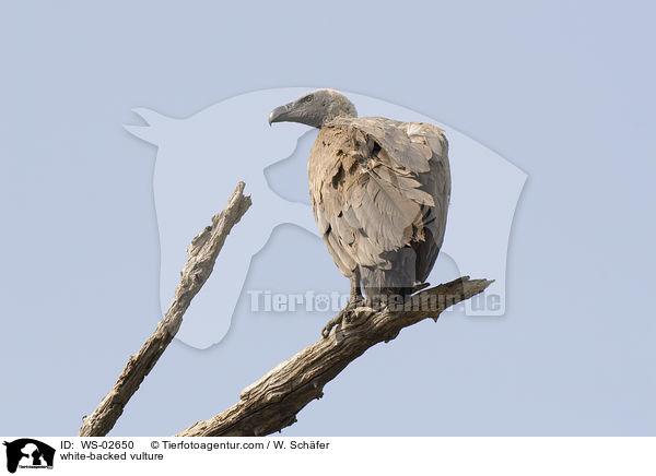 Weirckengeier / white-backed vulture / WS-02650