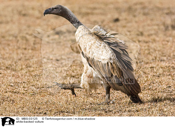 white-backed vulture / MBS-03125
