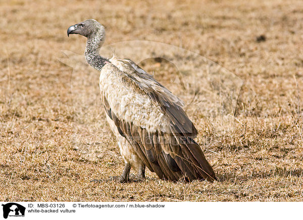 white-backed vulture / MBS-03126