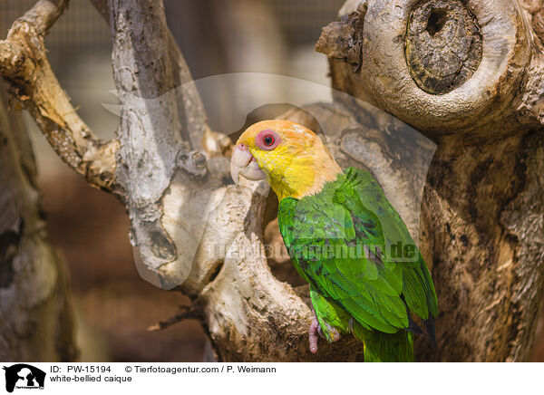 Grnschenkel-Rostkappenpapagei / white-bellied caique / PW-15194