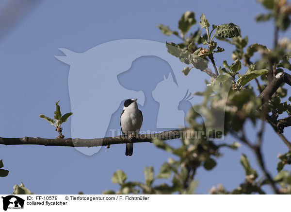 Halsbandschnpper / collared flycatcher / FF-10579