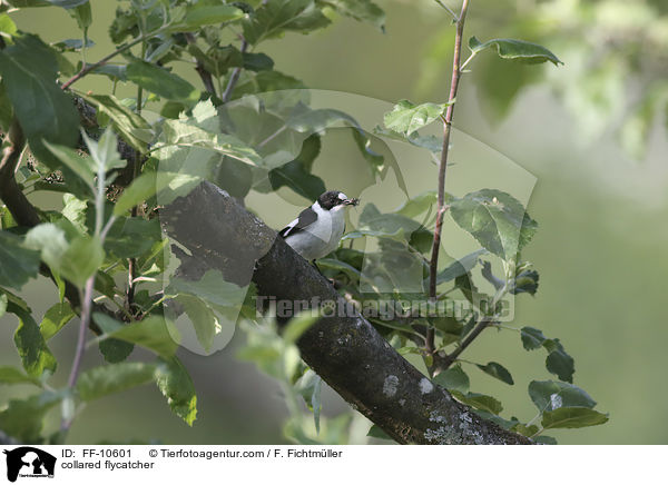 Halsbandschnpper / collared flycatcher / FF-10601