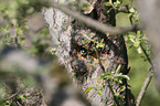 collared flycatcher