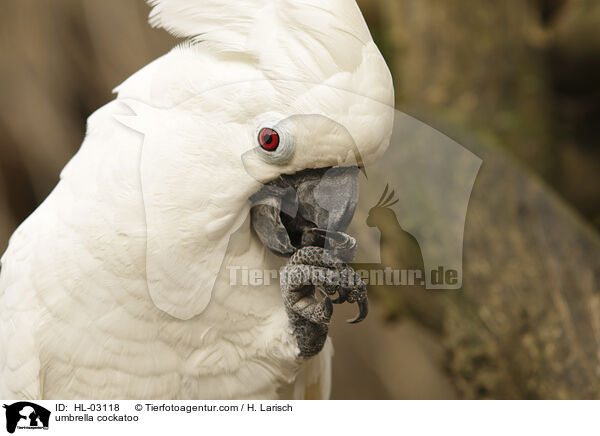 Weihaubenkakadu / umbrella cockatoo / HL-03118