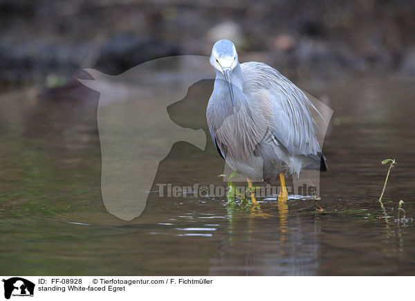 standing White-faced Egret / FF-08928