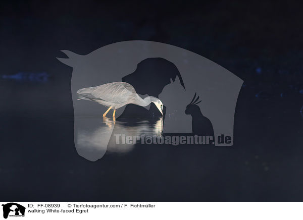 walking White-faced Egret / FF-08939