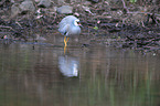 walking White-faced Egret