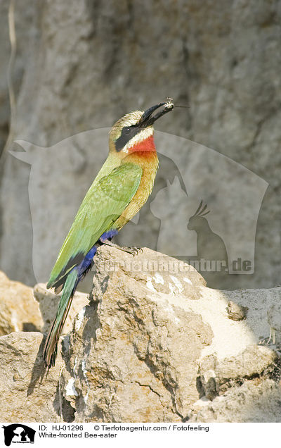 Weistirn-Spint / White-fronted Bee-eater / HJ-01296