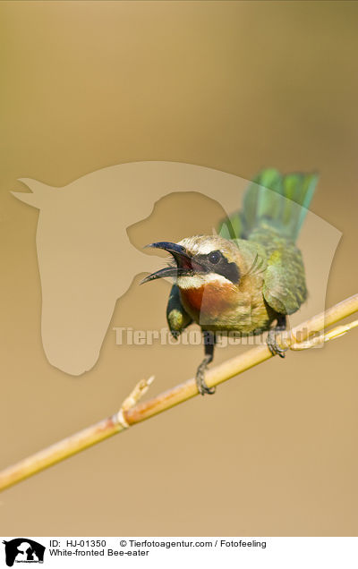 Weistirn-Spint / White-fronted Bee-eater / HJ-01350