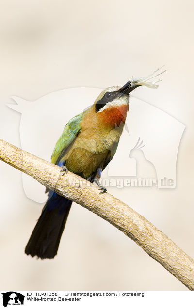 Weistirn-Spint / White-fronted Bee-eater / HJ-01358