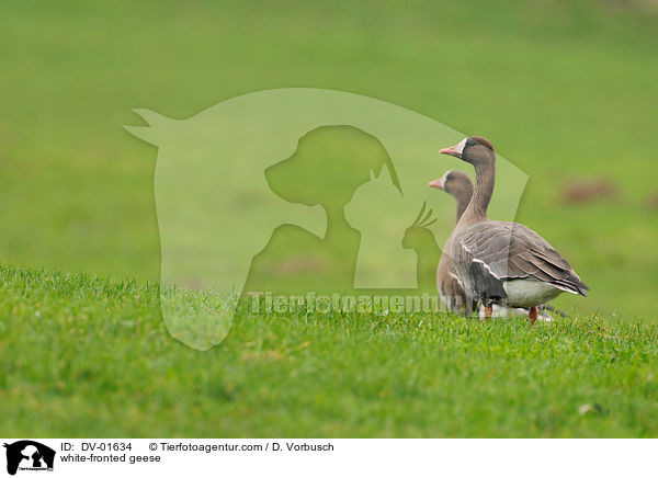 white-fronted geese / DV-01634