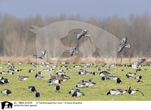 Blessgnse / white-fronted geese / MBS-25200