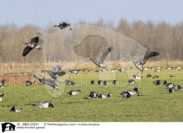 Blessgnse / white-fronted geese / MBS-25201