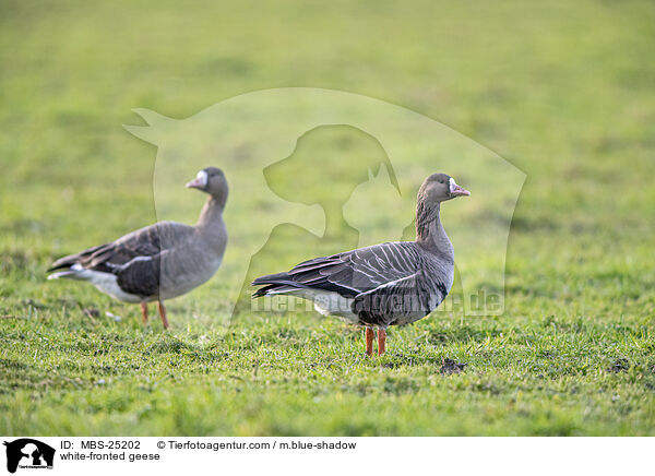 Blessgnse / white-fronted geese / MBS-25202