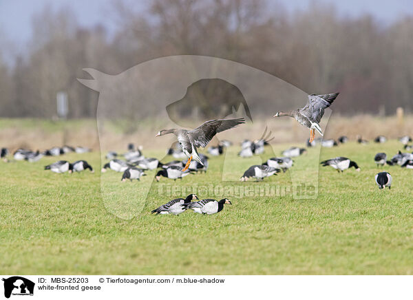 Blessgnse / white-fronted geese / MBS-25203