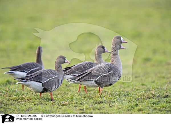 Blessgnse / white-fronted geese / MBS-25205