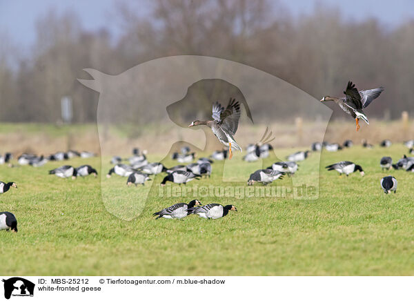 white-fronted geese / MBS-25212