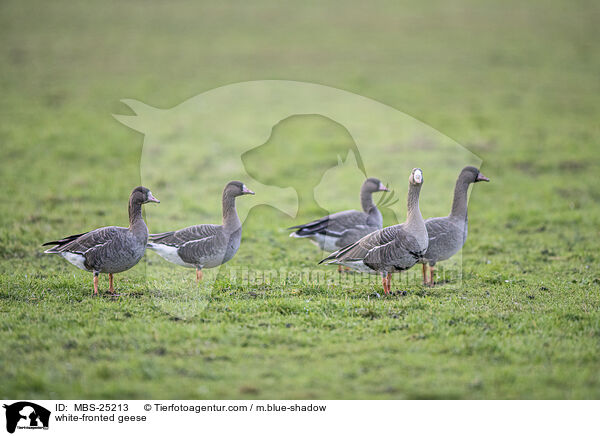 Blessgnse / white-fronted geese / MBS-25213