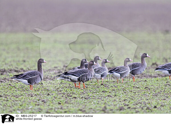 Blessgnse / white-fronted geese / MBS-25217