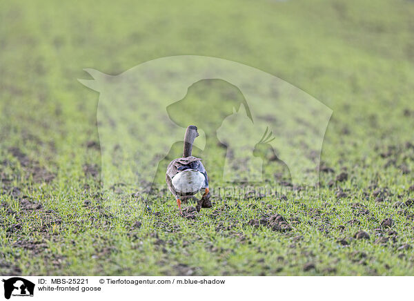 Blessgans / white-fronted goose / MBS-25221