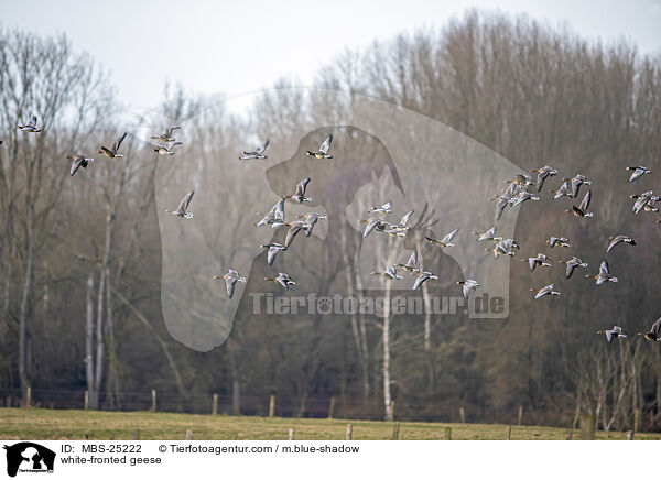white-fronted geese / MBS-25222