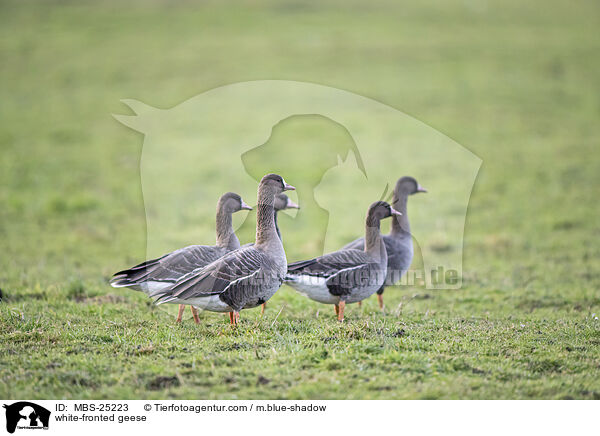 Blessgnse / white-fronted geese / MBS-25223