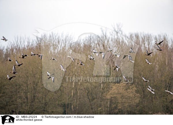 Blessgnse / white-fronted geese / MBS-25224