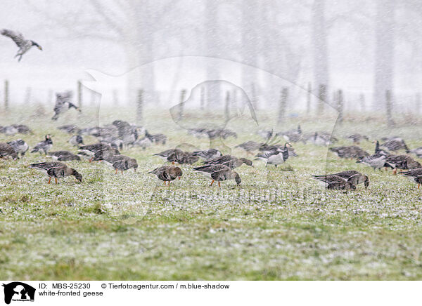 white-fronted geese / MBS-25230