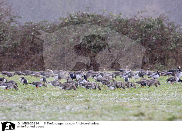 Blessgnse / white-fronted geese / MBS-25234