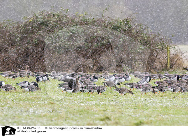 Blessgnse / white-fronted geese / MBS-25235