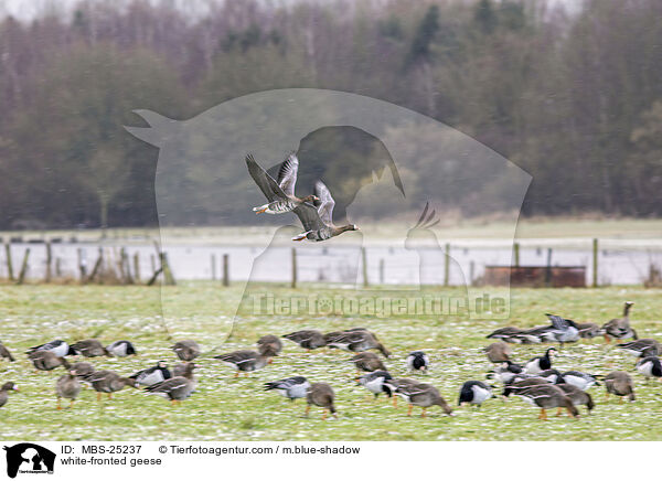 white-fronted geese / MBS-25237