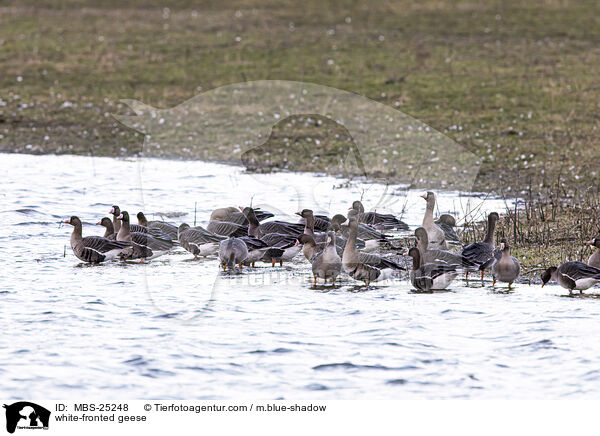 Blessgnse / white-fronted geese / MBS-25248