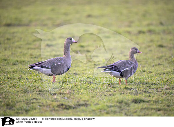 Blessgnse / white-fronted geese / MBS-25251
