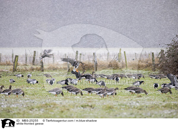 Blessgnse / white-fronted geese / MBS-25255