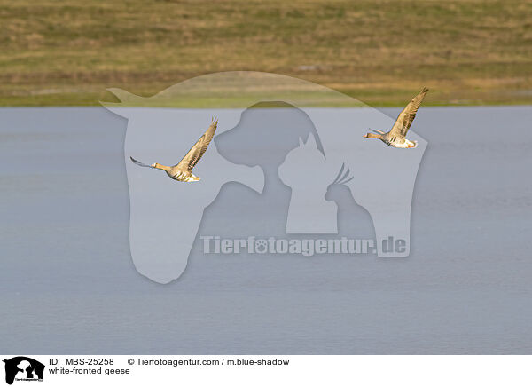 Blessgnse / white-fronted geese / MBS-25258