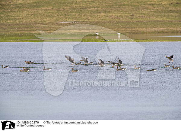 Blessgnse / white-fronted geese / MBS-25276