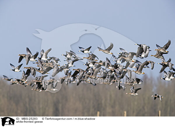 Blessgnse / white-fronted geese / MBS-25283
