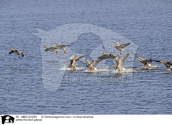 Blessgnse / white-fronted geese / MBS-25285