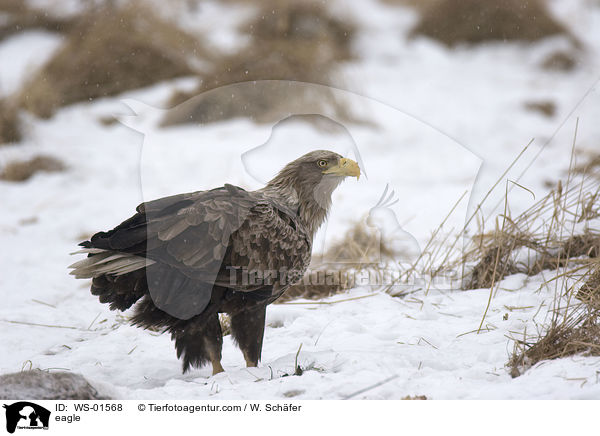 Seeadler / eagle / WS-01568